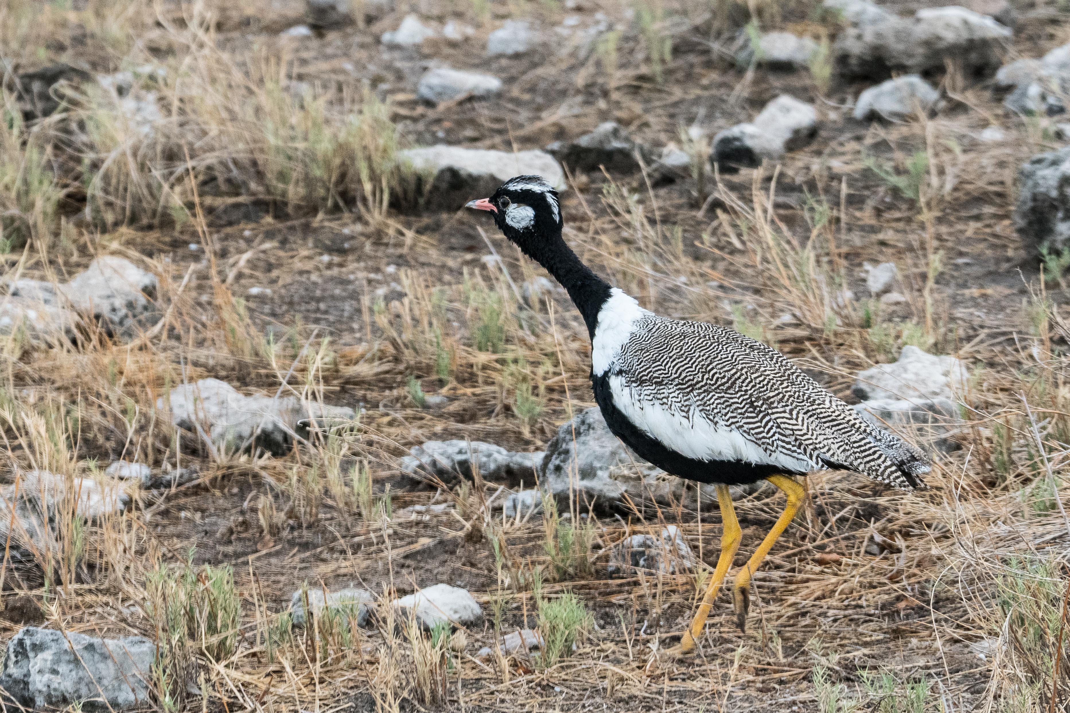 Outarde à miroir blanc (Northern Black Korhaan, Afrotis afraoides), mâle adulte, Parc National d'Etosha, Kunene, Namibie.